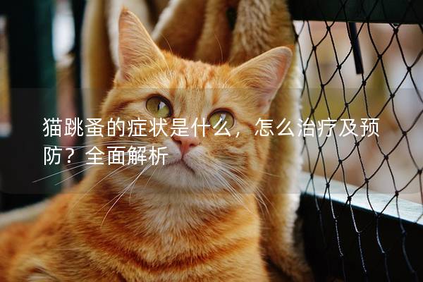 貓?zhí)榈陌Y狀是什么，怎么治療及預(yù)防？全面解析